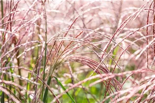 Miscanthus sinensis 'Flamingo' - Garten-Chinaschilf 'Flamingo'
