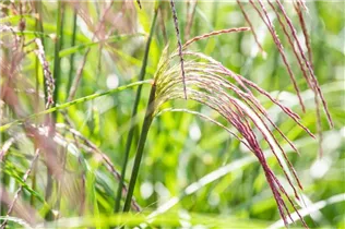 Miscanthus sinensis 'Flamingo' - Garten-Chinaschilf 'Flamingo'