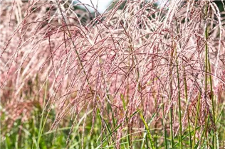 Miscanthus sinensis 'Flamingo' - Garten-Chinaschilf 'Flamingo'