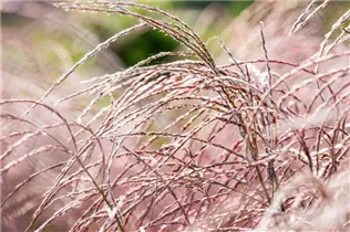 Miscanthus sinensis 'Flamingo' - Garten-Chinaschilf 'Flamingo'
