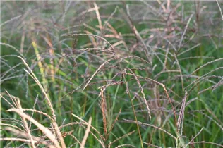 Miscanthus sinensis 'Flamingo' - Garten-Chinaschilf 'Flamingo'