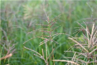 Miscanthus sinensis 'Flamingo' - Garten-Chinaschilf 'Flamingo'