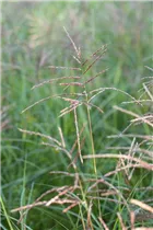 Miscanthus sinensis 'Flamingo' - Garten-Chinaschilf 'Flamingo'