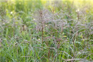 Miscanthus sinensis 'Flamingo' - Garten-Chinaschilf 'Flamingo'