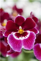 Miltoniopsis - Stiefmütterchen-Orchidee