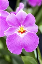 Miltoniopsis - Stiefmütterchen-Orchidee