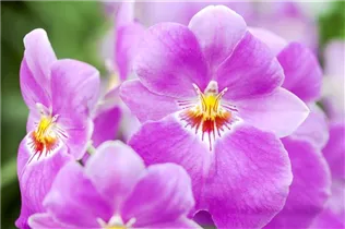 Miltoniopsis - Stiefmütterchen-Orchidee