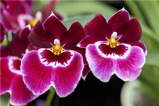 Miltoniopsis - Stiefmütterchen-Orchidee