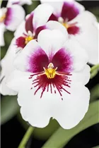 Miltoniopsis 'Sachmet' - Stiefmütterchen-Orchidee 'Sachmet'