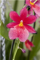 Miltoniopsis - Stiefmütterchen-Orchidee