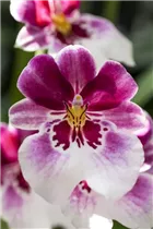 Miltoniopsis - Stiefmütterchen-Orchidee