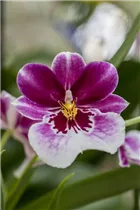 Miltoniopsis - Stiefmütterchen-Orchidee
