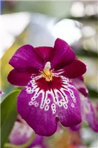 Miltoniopsis - Stiefmütterchen-Orchidee