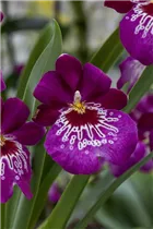 Miltoniopsis - Stiefmütterchen-Orchidee