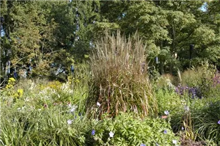Miscanthus sinensis 'Ghana' - Garten-Chinaschilf 'Ghana'
