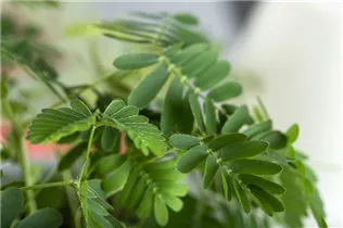 Mimosa pudica - Mimose Mimosa pudica - Mimose