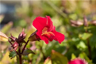 Mimulus cupreus 'Roter Kaiser' - Garten-Gauklerblume 'Roter Kaiser'