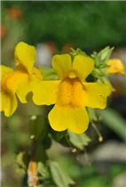 Mimulus luteus - Gelbblühende Gauklerblume Mimulus luteus - Gelbblühende Gauklerblume