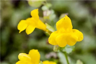 Mimulus luteus - Gelbblühende Gauklerblume Mimulus luteus - Gelbblühende Gauklerblume