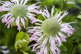 Monarda fistulosa 'Fishes' - Indianernessel