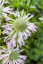 Monarda fistulosa 'Fishes' - Indianernessel
