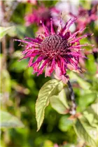 Monarda fistulosa 'Gewitterwolke' - Indianernessel