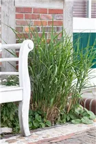 Miscanthus sinensis 'Little Zebra'® - Garten-Chinaschilf 'Little Zebra®'
