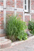 Miscanthus sinensis 'Little Zebra'® - Garten-Chinaschilf 'Little Zebra®'