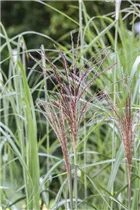Miscanthus sinensis 'Malepartus' - Garten-Chinaschilf 'Malepartus'