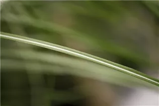 Miscanthus sinensis 'Malepartus' - Garten-Chinaschilf 'Malepartus'