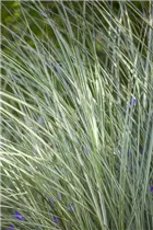 Miscanthus sinensis 'Morning Light' - Garten-Chinaschilf 'Morning Light'