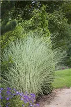Miscanthus sinensis 'Morning Light' - Garten-Chinaschilf 'Morning Light'