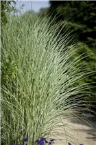Miscanthus sinensis 'Morning Light' - Garten-Chinaschilf 'Morning Light'