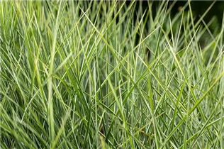 Miscanthus sinensis 'Morning Light' - Garten-Chinaschilf 'Morning Light'
