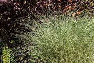 Miscanthus sinensis 'Morning Light' - Garten-Chinaschilf 'Morning Light'