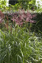 Miscanthus sinensis 'Nippon' - Garten-Chinaschilf 'Nippon'