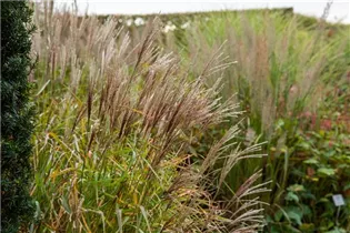 Miscanthus sinensis 'Nippon' - Garten-Chinaschilf 'Nippon'