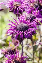 Monarda fistulosa - Röhrige Indianernessel