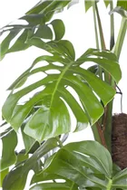 Monstera obliqua - Löchriges Fensterblatt