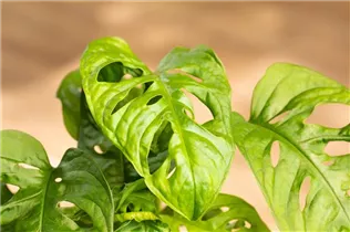 Monstera obliqua 'Monkey Leaf' - Fensterblatt 'Monkey Leaf' Monstera obliqua 'Monkey Leaf' - Fensterblatt 'Monkey Leaf'