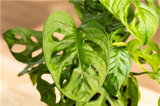 Monstera obliqua 'Monkey Leaf' - Fensterblatt 'Monkey Leaf' Monstera obliqua 'Monkey Leaf' - Fensterblatt 'Monkey Leaf'