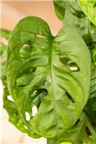 Monstera obliqua 'Monkey Leaf' - Fensterblatt 'Monkey Leaf' Monstera obliqua 'Monkey Leaf' - Fensterblatt 'Monkey Leaf'