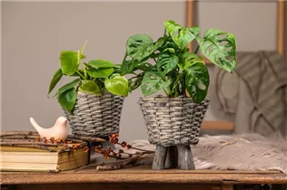 Monstera obliqua 'Monkey Leaf' - Fensterblatt 'Monkey Leaf' Monstera obliqua 'Monkey Leaf' - Fensterblatt 'Monkey Leaf'