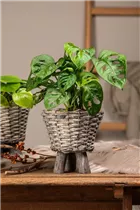 Monstera obliqua 'Monkey Leaf' - Fensterblatt 'Monkey Leaf' Monstera obliqua 'Monkey Leaf' - Fensterblatt 'Monkey Leaf'