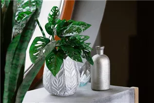 Monstera obliqua 'Monkey Leaf' - Fensterblatt 'Monkey Leaf' Monstera obliqua 'Monkey Leaf' - Fensterblatt 'Monkey Leaf'