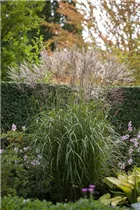 Miscanthus sinensis 'Silberspinne' - Garten-Chinaschilf 'Silberspinne'