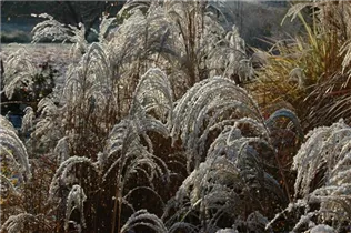 Miscanthus sinensis 'Sioux' - Garten-Chinaschilf 'Sioux'