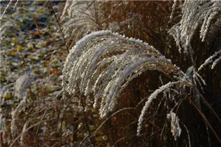 Miscanthus sinensis 'Sioux' - Garten-Chinaschilf 'Sioux'