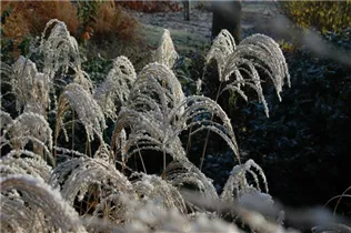 Miscanthus sinensis 'Sioux' - Garten-Chinaschilf 'Sioux'