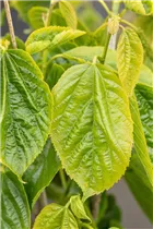 Morus alba 'Giant Fruit' - Maulbeerbaum 'Giant Fruit'